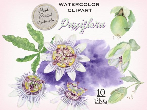 Download Passion Flower Watercolor Clipart - Passion flower Collection